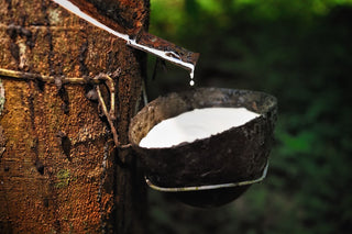 Naturkautschuk natürliche Ernte nachwachsender Baum